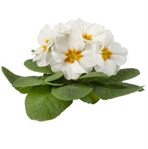 Afbeelding van Primula P10.5 gebroken knop/1bloem White